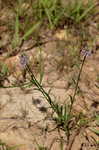 Curtiss' milkwort